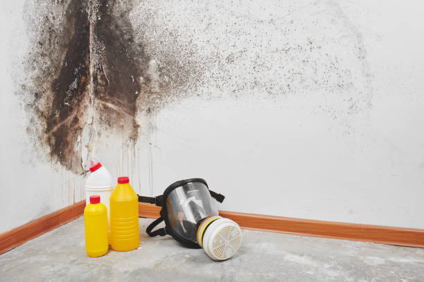 Best Toxic Mold Removal  in Avon Lake, OH