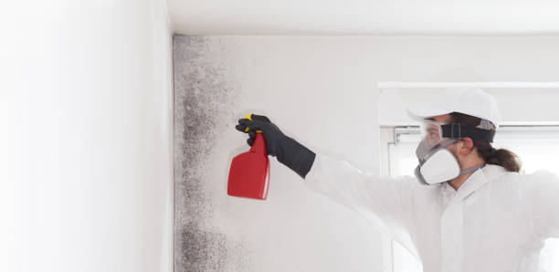 Best Mold Removal Company Near Me  in Avon Lake, OH