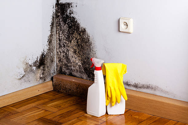 Attic Mold Removal in Avon Lake, OH